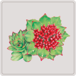 rhodiole